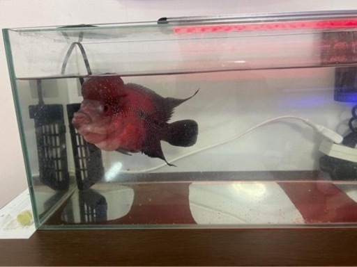 魚売