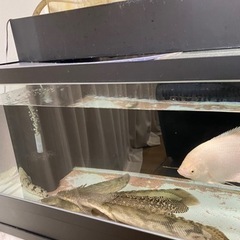 水槽　熱帯魚　ダトニオ　大型魚　魚