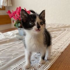 生後１ヶ月半のコアちゃん(代理投稿) - 猫