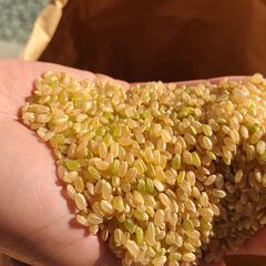 2022年産の新米 特別栽培米 玄米30kg 農薬・化学肥料を5...
