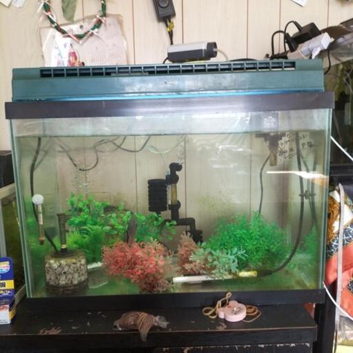 激安！本日限り！水槽セット、ディスカス5匹！