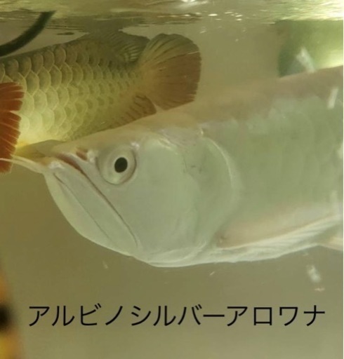 アルビノシルバーアロワナ︎ブラックアロワナ︎シルバーアロワナ