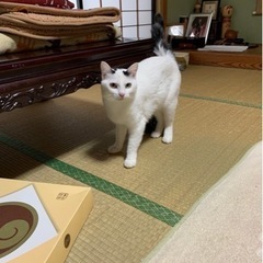 ⭐️ニャンちゃん去勢ワクチン済み