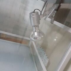 爬虫類鍵付きゲージ&ライト条件で15000円