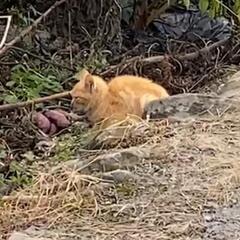 畑で震えていた子猫 - 里親募集