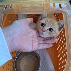 畑で震えていた子猫 − 徳島県