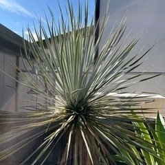 ユッカ　ロストラータ