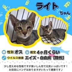 12/25 ねこ組🐾福岡中譲渡会atなな。猫達のための病院 - その他