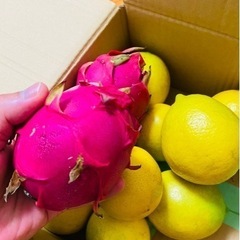 🍋県産レモン・ドラゴンフルーツ🍋無農薬ノンオイル✨1個80円150円