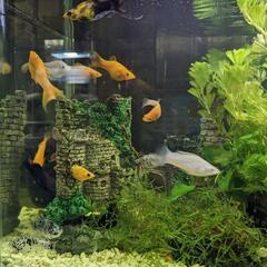 バルーンモーリーの中古が安い 激安で譲ります 無料であげます ジモティー