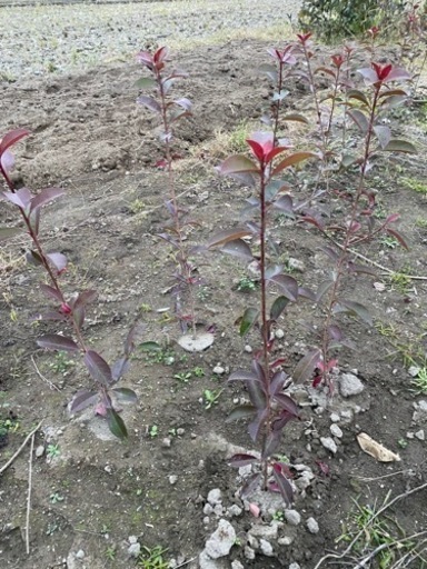 境界植栽用