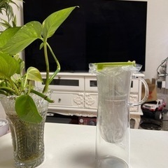 トレビーノ ガラス製浄水ポット