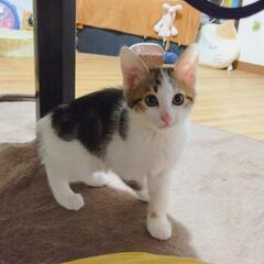 😻新しい家族が決まりました😻