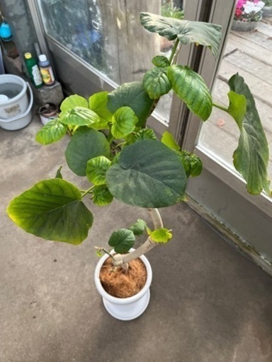 陶器鉢植えウンベラータ 現品処分品