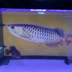 高背金龍アロワナ35センチ 最終値下げ!!
