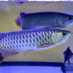 アジアアロワナ　ハイバックゴールデン