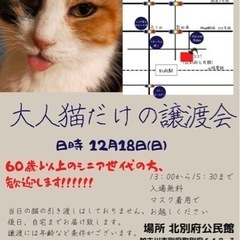 大人猫さんだけの譲渡会