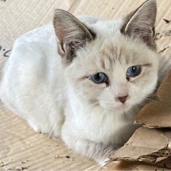 [譲渡決定] 青い目のオス白猫ちゃん