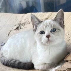 [譲渡決定] 青い目のオス白猫ちゃん - 坂東市
