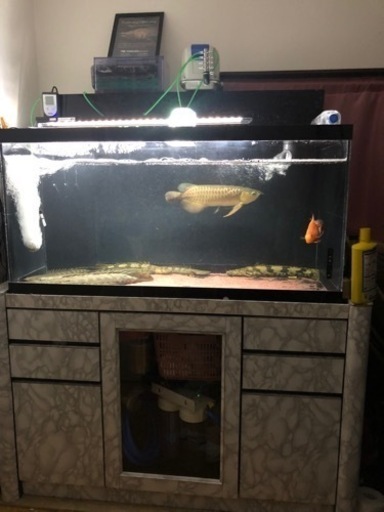 1200水槽 アクリル水槽 水槽フルセット 熱帯魚 大型魚 ポリプ ダトニオ