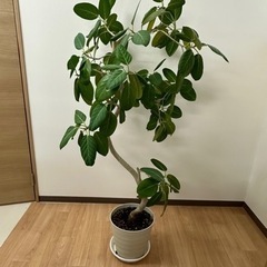 【引取】観葉植物フイカス・ベンガレンシス