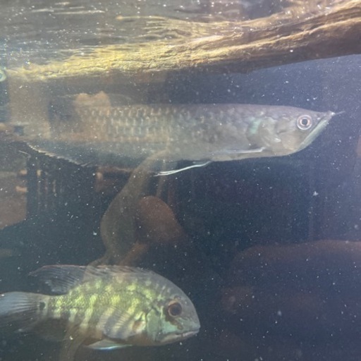 古代魚 30センチくらい