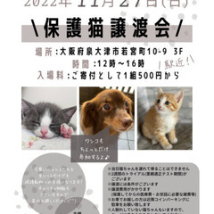 保護猫譲渡会in泉大津