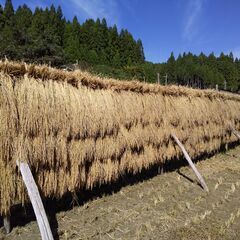 自然乾燥（稲木干）米（新米）