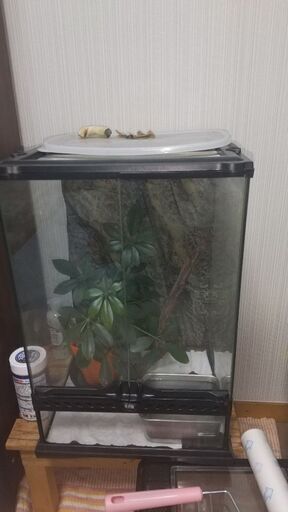 爬虫類ケージ6個