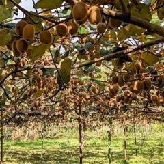 【無農薬】期間限定‼️キウイ🥝フルーツ❣️1キロ単位で、注文お願...