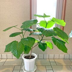 観葉植物（ウンベラータ）75cm