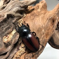 ドンキエル コクワガタ原名亜種ペアⅢ