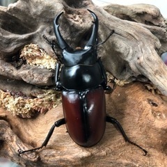 ドンキエル コクワガタ原名亜種ペアⅢ