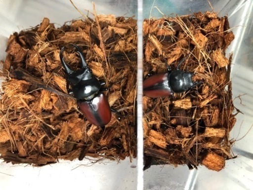 ドンキエル コクワガタ原名亜種ペアⅢ