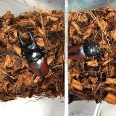 ドンキエル コクワガタ原名亜種ペアⅢ