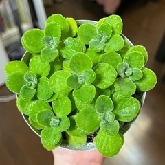 多肉植物・アロマティカス②・鉢ごと