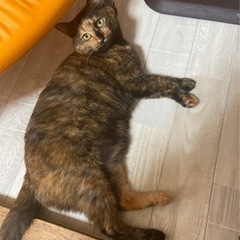 猫が逃げました。