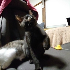 黒猫の2ヶ月の男の子⭐︎ − 大阪府