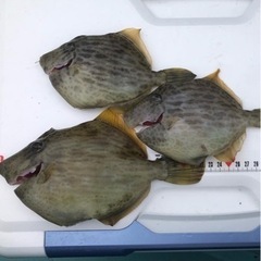 浜名湖からカワハギ船