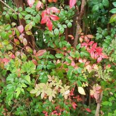 地植えの南天(ナンテン)②  大小いろいろ 30cm丈～2m丈など