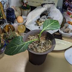 観葉植物　フィカス ベンガレンシス クリシュナ　