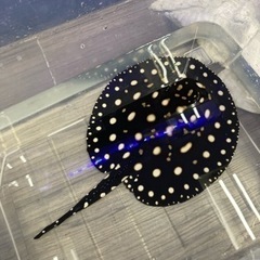 ダイヤモンドポルカ　オス　エイ　アロワナ　水槽