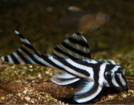 インペリアルゼブラプレコ 高品質 4-5cm± 1匹(追加OK) 