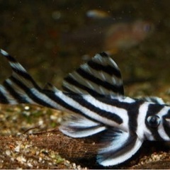 インペリアルゼブラプレコ 4-5cm± 1匹(追加OK)