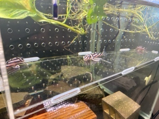 インペリアルゼブラプレコ 高品質 4-5cm± 1匹(追加OK) 