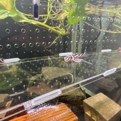 インペリアルゼブラプレコ 4-5cm± 1匹(追加OK)