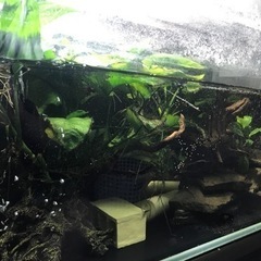 インペリアルゼブラプレコ 4-5cm± 1匹(追加OK)