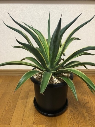 アガベ ベネズエラ 鉢ごと | ptpnix.co.id