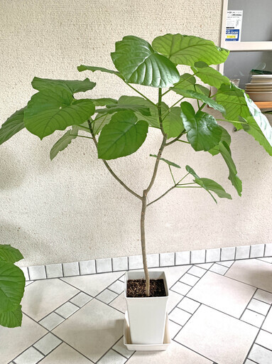 観葉植物（ウンベラータ）100cm ①