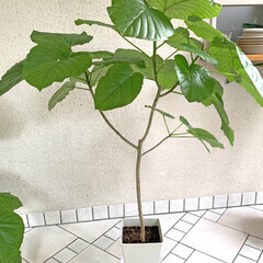 観葉植物（ウンベラータ）100cm ①